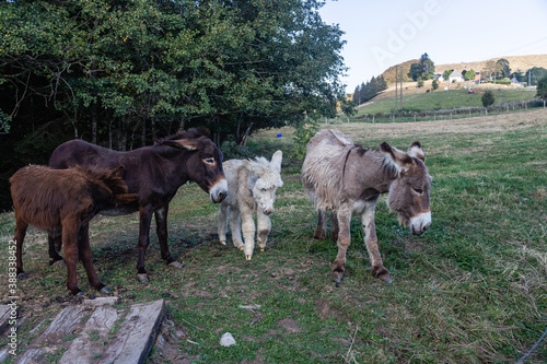 Auvergne 