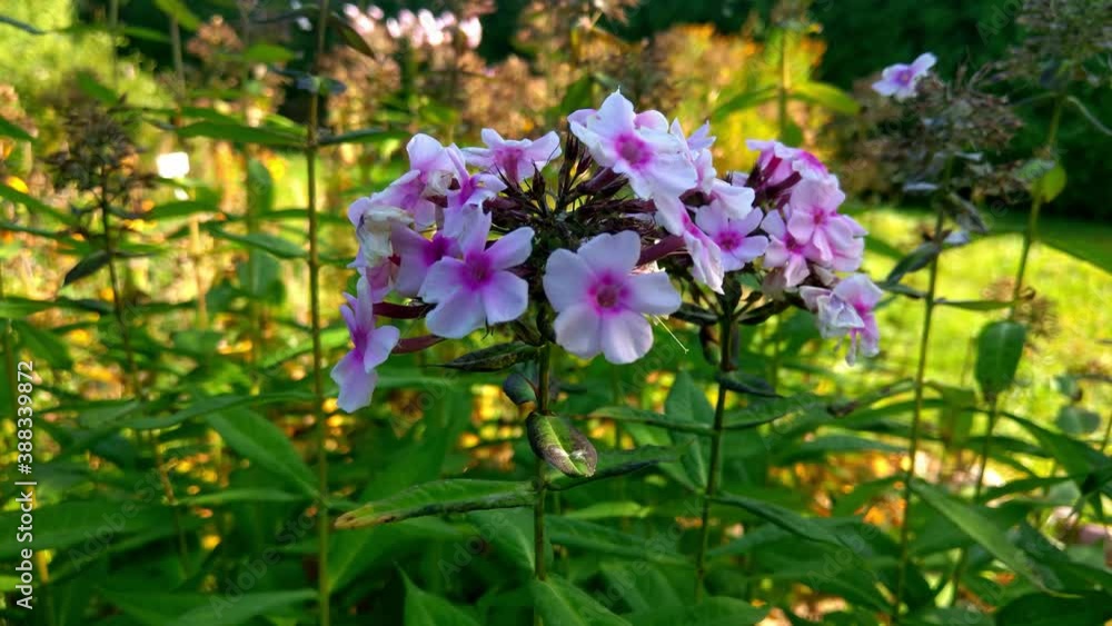View of small perennial flowers in the garden. View of small perennial flowers in the garden.