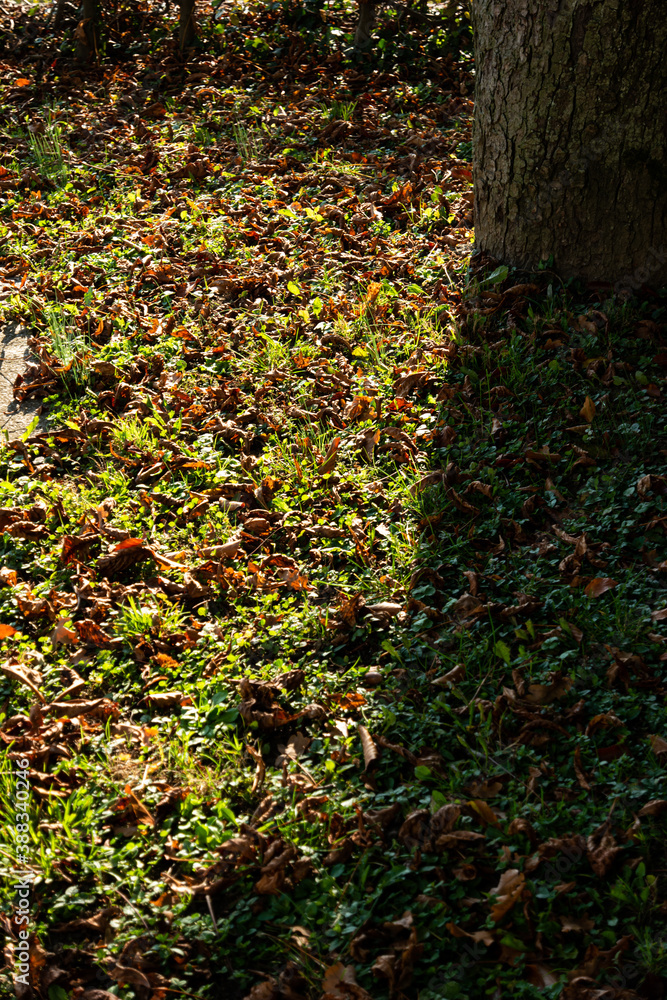 Green grass and colored autumn leaves on the ground in the evening sun next to tree trunk Green grass and colored autumn leaves on the ground in the evening sun next to tree trunk