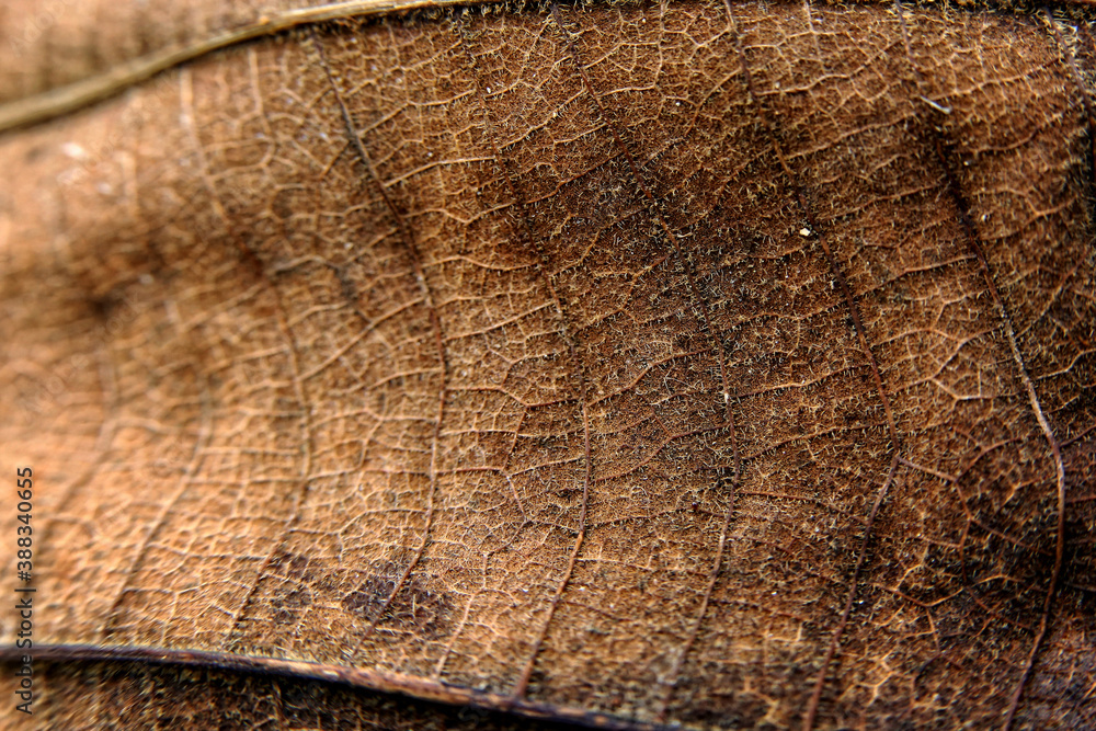 Fototapeta premium texture background