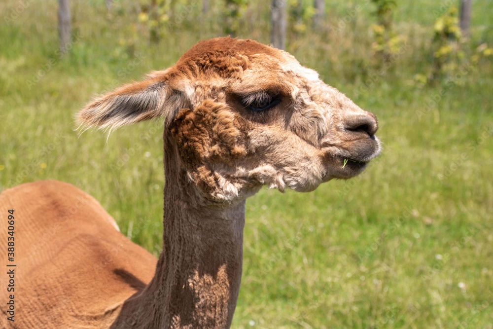 beautiful alpaca chewing on a blade of grass