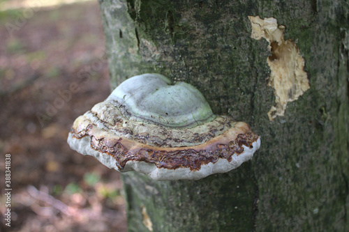 Zunderschwamm an einem Baum im Wald photo