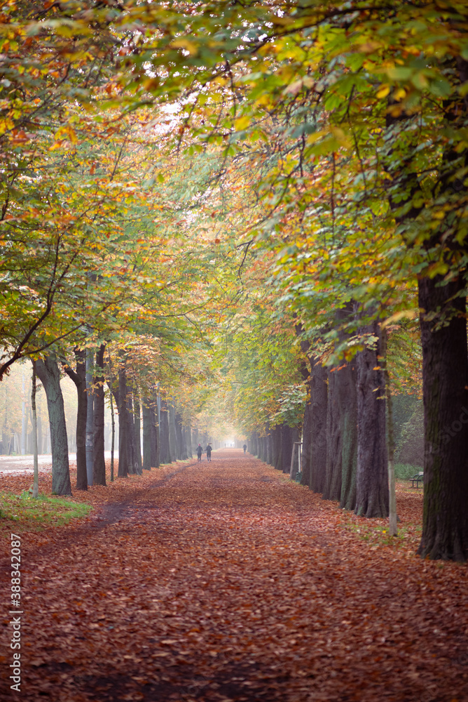 Fototapeta premium Autumn avenue in Vienna with colorful foliage, leaves on the ground and foggy background. Prater Hauptallee in Vienna. Calm autumn day in an avenue