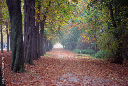 Photography Autumn avenue in Vienna with colorful foliage, leaves on the ground and foggy background
