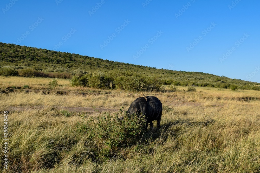Fototapeta premium buffle with birds in the savannah
