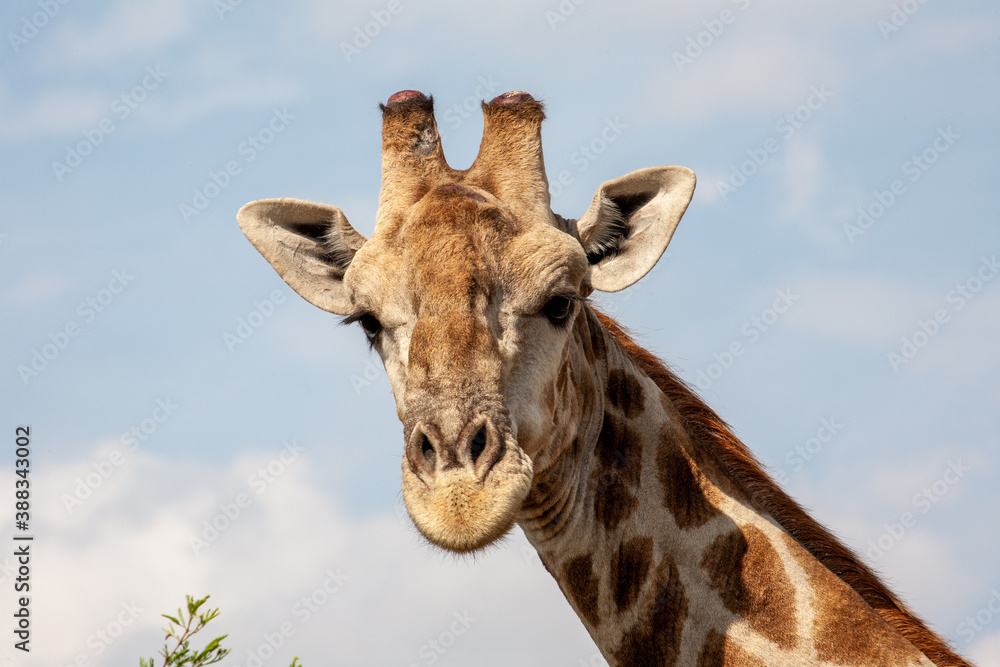 Naklejka premium Giraffe portrait