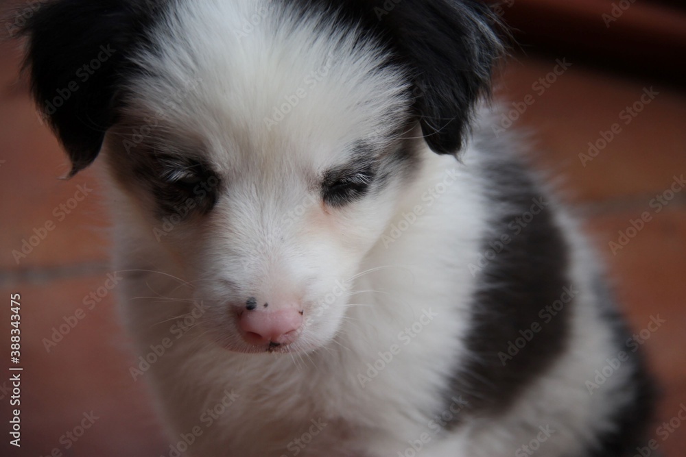 blue merle border collie dog, puppy, blue eyes, pink nose