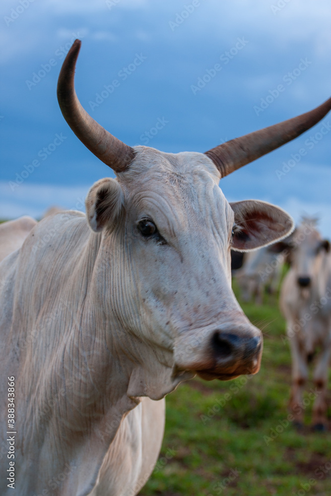 Boi - Gado - Sitio - Fazenda - Pasto - Close - Zoom