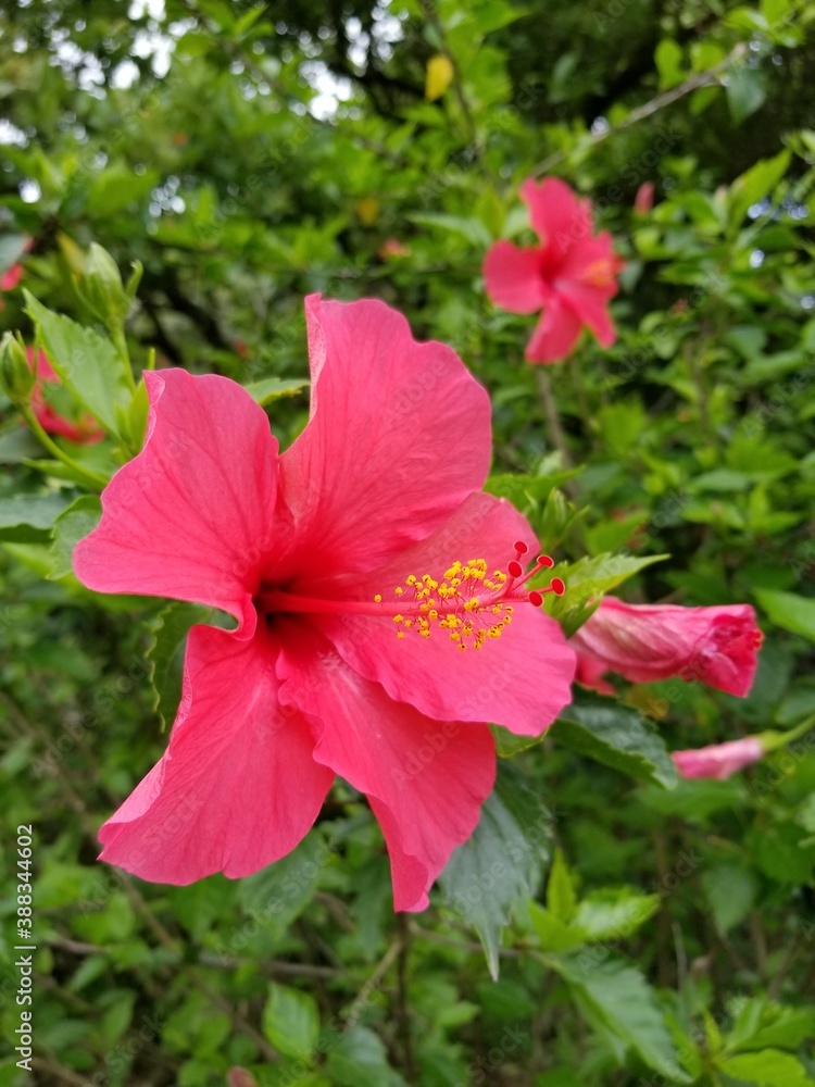 red hibiscus flower in garden red hibiscus flower in garden