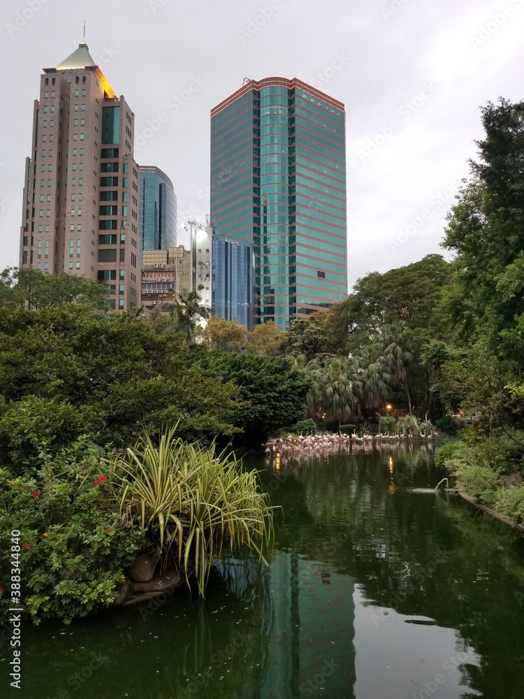 city park. flamingo in the lake
