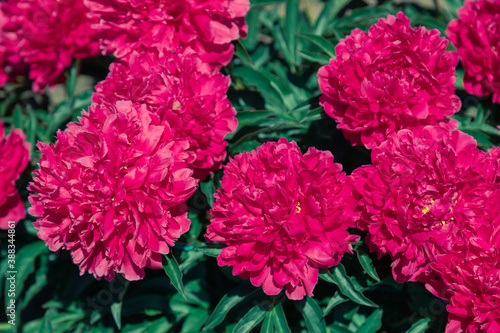 Pale pink peonies on a background of green leaves.