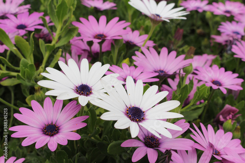 purple and white blooming flowers   natural background