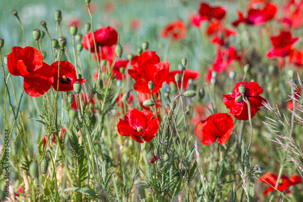 Obraz premium wild poppy flowers - soft focus
