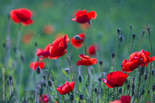 wild poppy flowers - soft focus