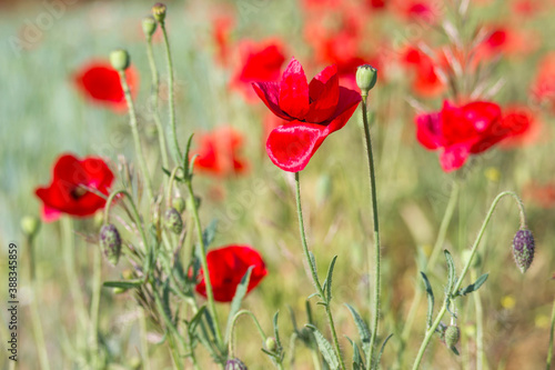 wild poppy flowers - soft focus