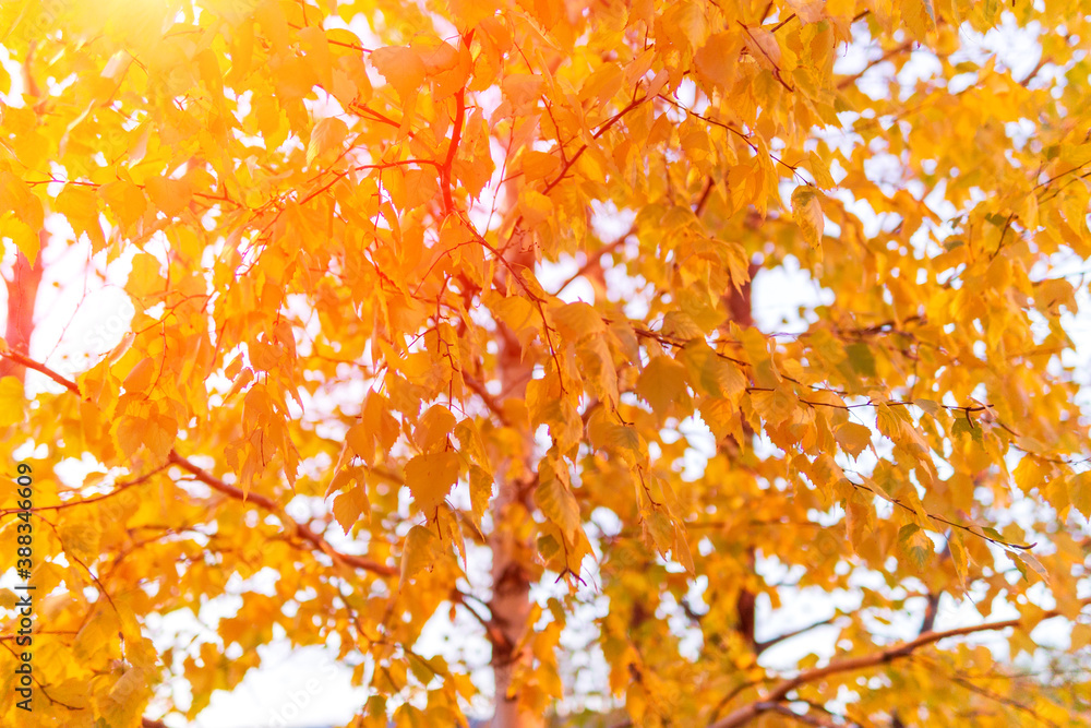 autumn landscape with yellow trees and sun. Colorful foliage in the Park. Natural background blurred, defocusing autumn landscape with yellow trees and sun. Colorful foliage in the Park. Natural background blurred, defocusing