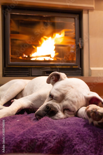 White boxer dog sleeping on a purple rug near the burning fireplace. Resting dog.