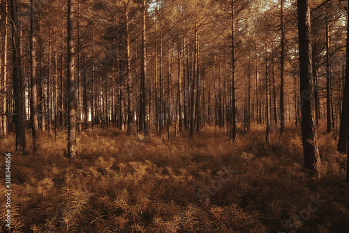 autumn in the coniferous forest landscape  abstract view of the autumn yellow forest  beautiful nature