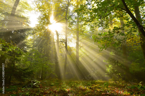 Fototapeta Naklejka Na Ścianę i Meble -  Nature sun light sunlight in the forest 
