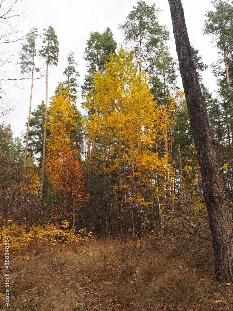 Autumn seasonal background. Golden birches on the background of evergreen coniferous trees. Pine forest.