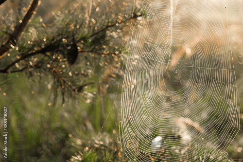 Spider web on a pine branch on a sunny morning in Ukraine. Bokeh.