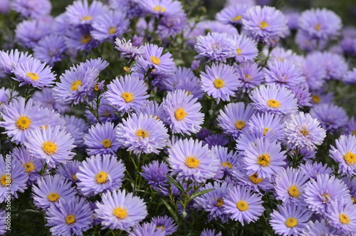 field of daisies