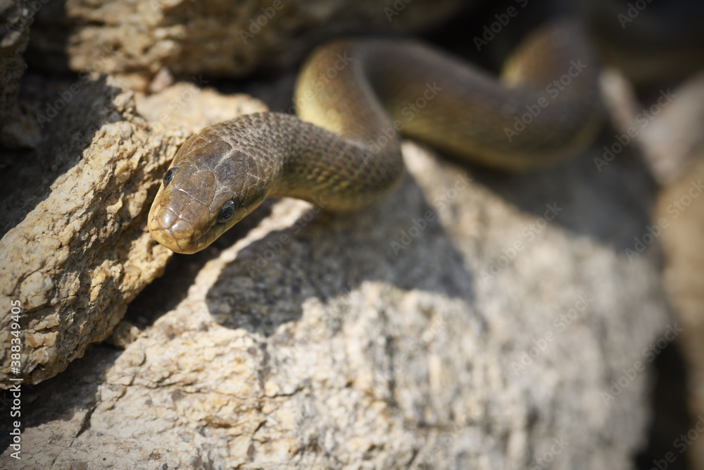 Fototapeta premium Aesculapian snake crawls on stone wall