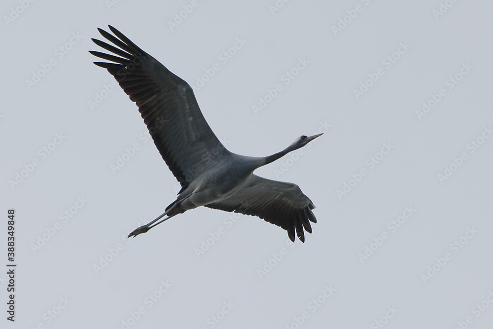 Obraz premium Common crane (Grus grus) flying