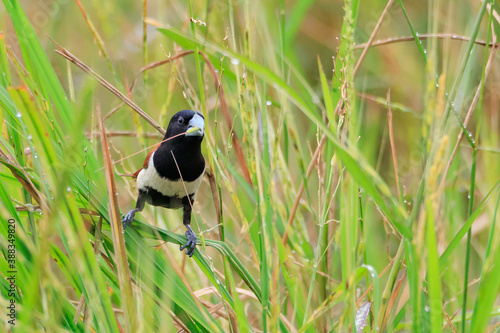 Photography photos of Chestnut Munia