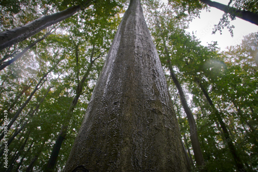 Fototapeta premium Wet beech tree trunk. Tree trunk soaked with water after rain. Shiny gray beech tree trunk. Bottom view. Green tree crowns in rain. 