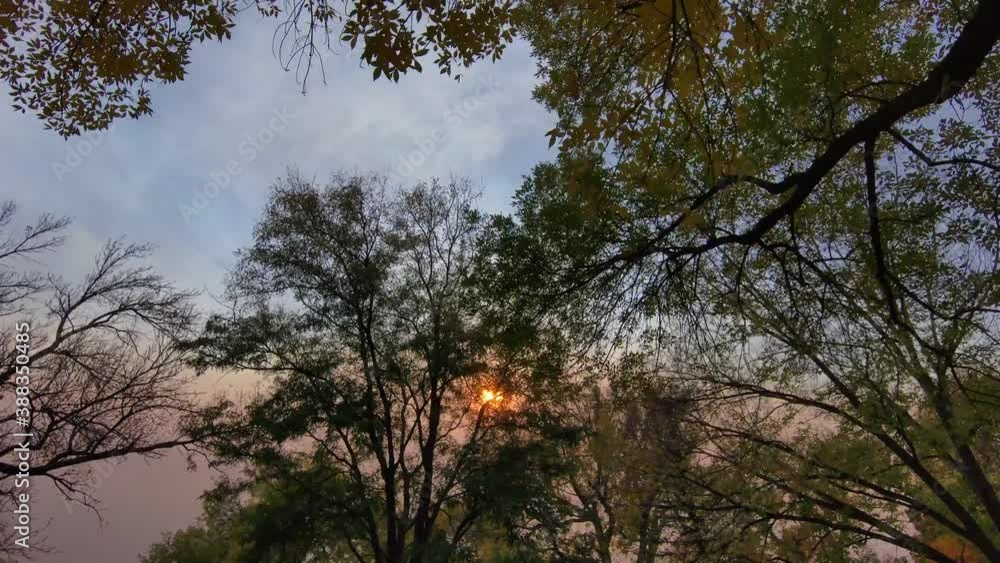 A drone floats just beneath the canopy of late fall trees during an unusual sunset. Colorado late autumn. A drone floats just beneath the canopy of late fall trees during an unusual sunset. Colorado late autumn.
