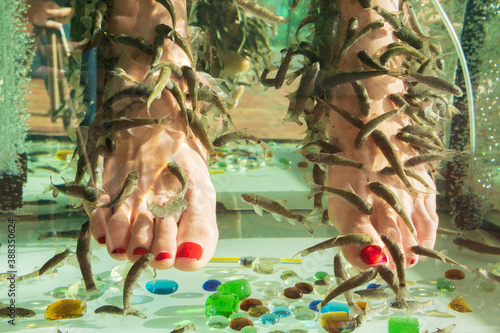 feet in fish spa aquarium. South Asia pedicure procedure. Natural health care. Garra rufa fish pedicure. photo