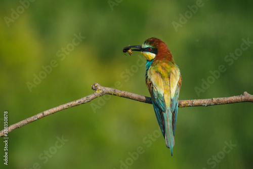 Bee-eater, Merops apiaster. The most colorful bird of Eurasia. A bird caught a dragonfly © Aleksei Zakharov