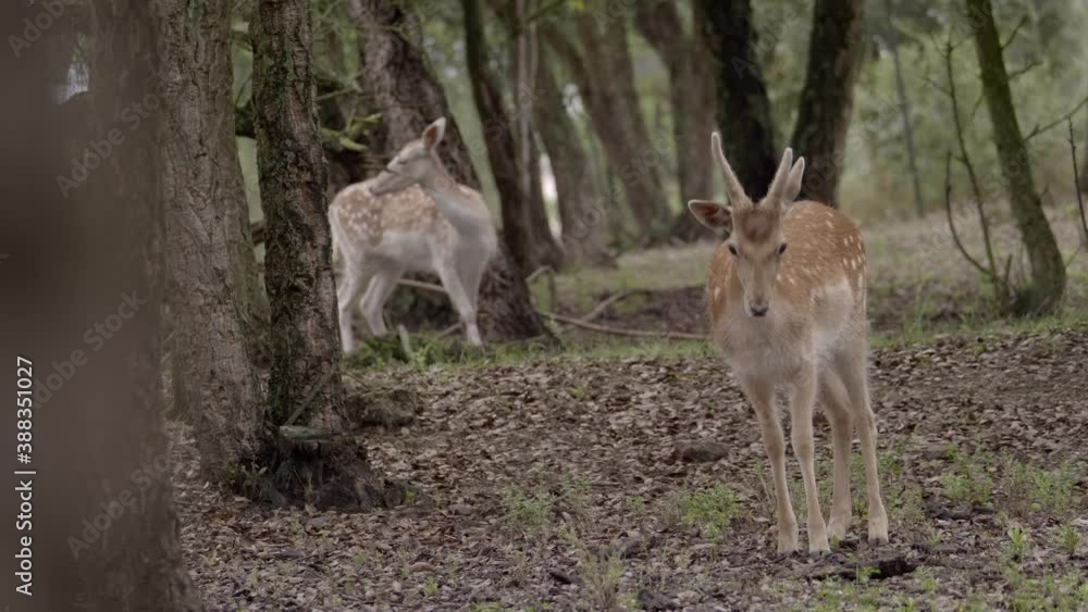 Front view of two majestic fallow deers in forest, handheld, day, full shot Front view of two majestic fallow deers in forest, handheld, day, full shot