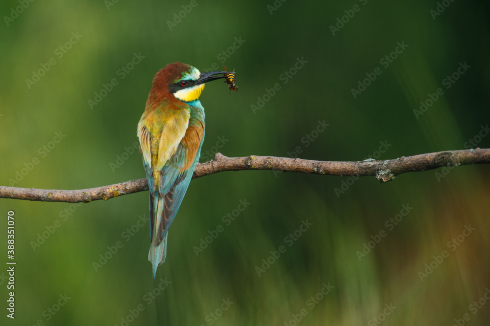 European bee-eater, Merops apiaster. The most colorful bird of Eurasia. The bird caught its prey. European bee-eater, Merops apiaster. The most colorful bird of Eurasia. The bird caught its prey.