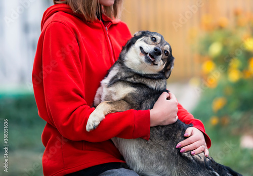 cute friendly dog hugs with his paws the girl and faithfully and quite smiles