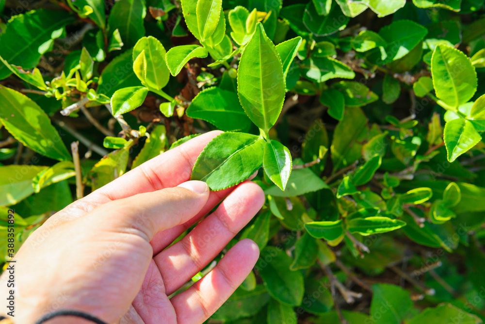 Fresh tea leaves in hands over on plantation. selective focus Fresh tea leaves in hands over on plantation. selective focus