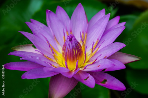 Several holes in petals of a beautiful purple lotus in a pond