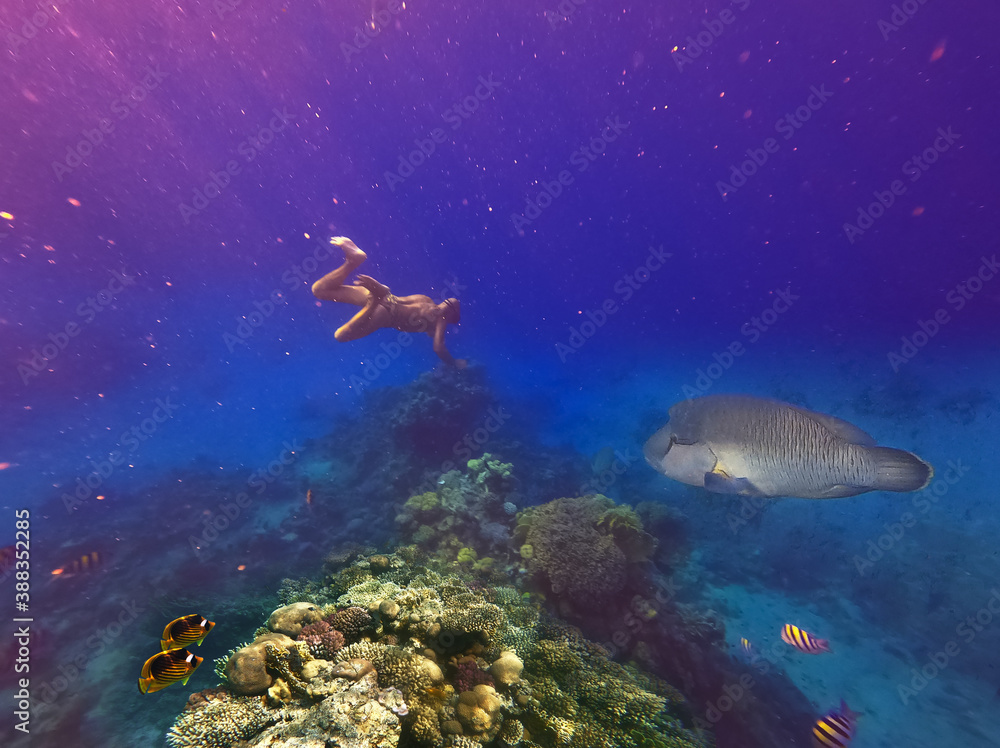 Fototapeta premium Underwater world. Coral fishes of Red sea.