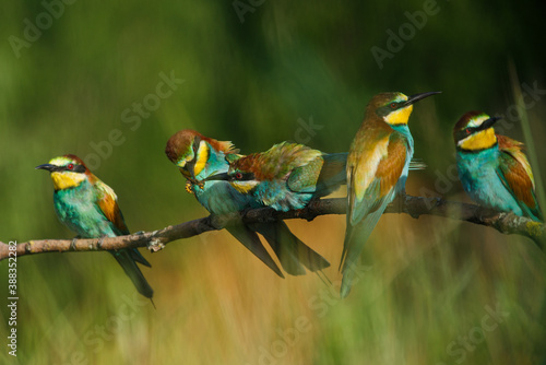 two Golden bee eaters sit on a branch on a green background and feed each other