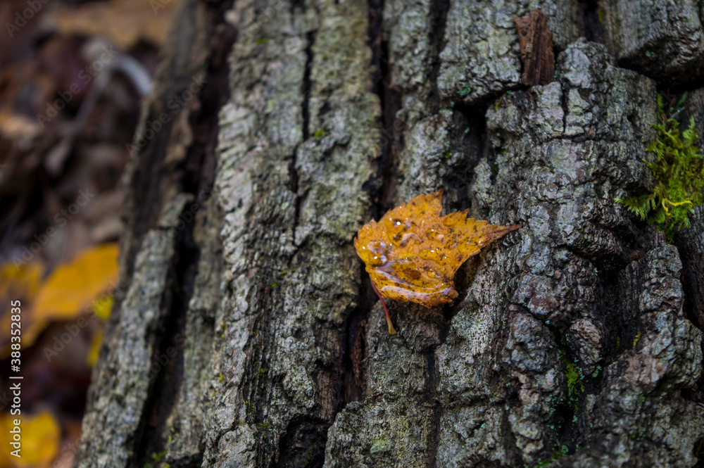 lichen on tree