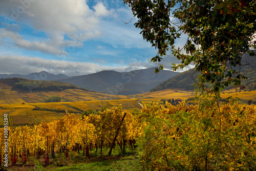 Weinberge oberhalb von Riquewihr im Elsass im Herbst