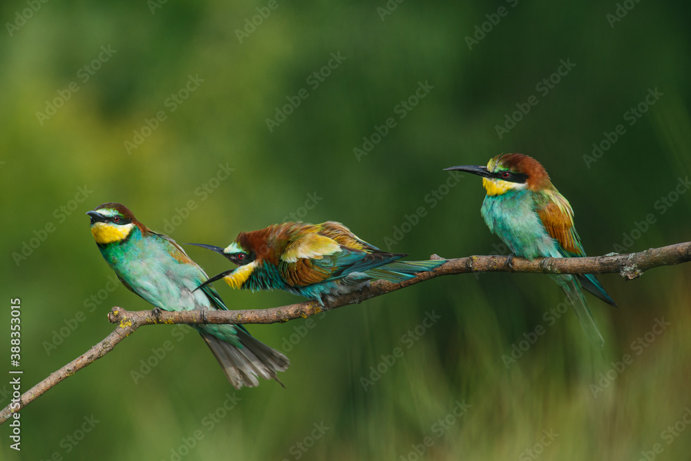 A Golden bee eater sits on a branch on a green background