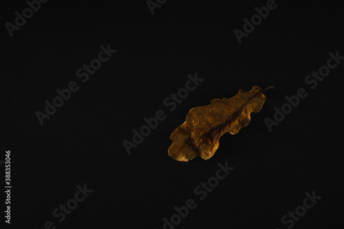Golden oak leaves on a black background, macro photo, concept. 