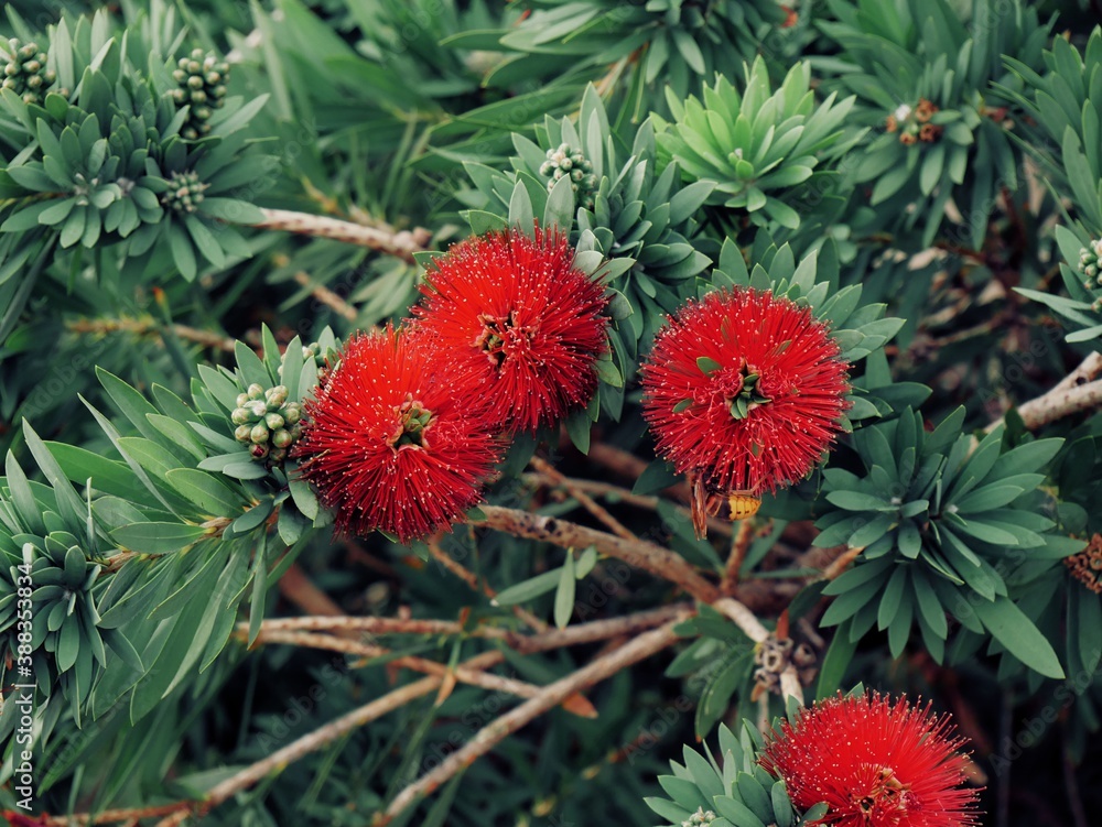 Red fluffy flowers of callistemon bloom against a background of green leaves