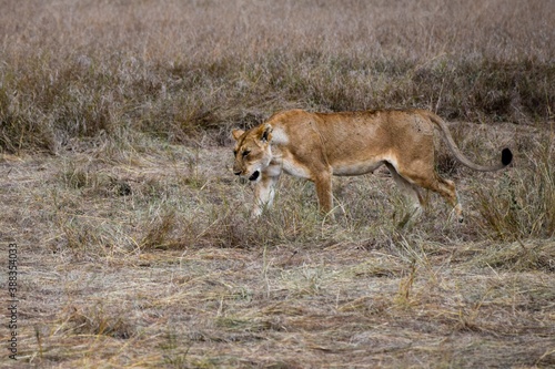 portrait of leo in the savanna