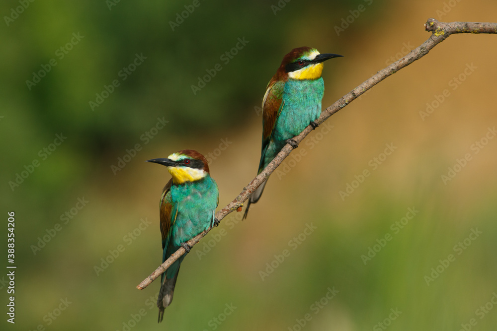 A Golden bee eater sits on a branch on a green background A Golden bee eater sits on a branch on a green background