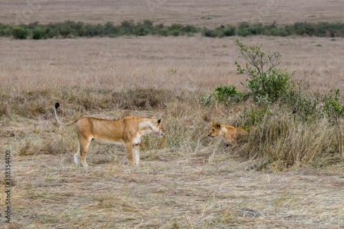 portrait of leo in the savanna © NAEPHOTO