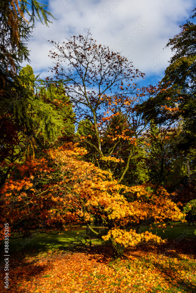 Naklejka premium Beautiful autumn colours