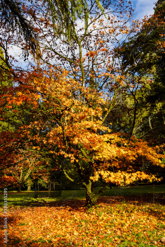 Naklejka premium Beautiful autumn colours